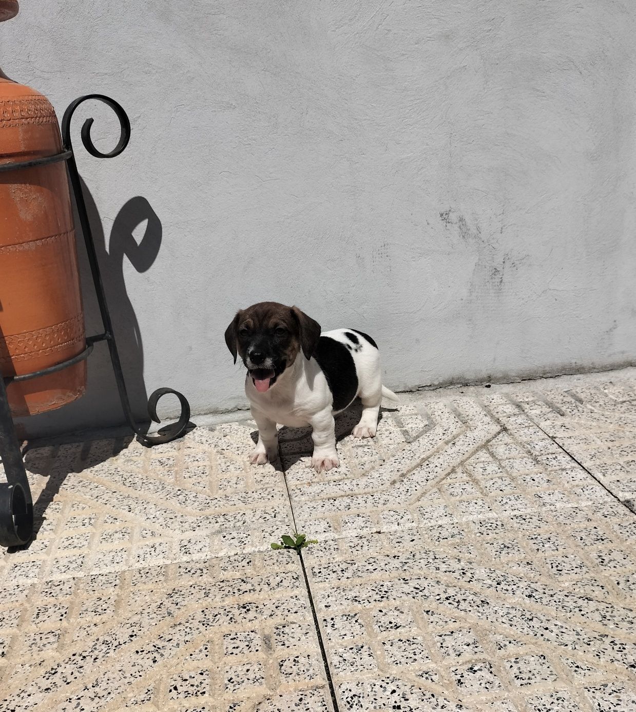 Macho Jack Russel Terrier