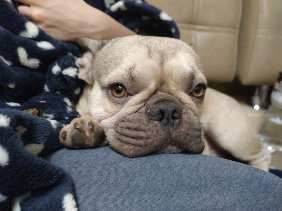 Вязка-Француз блондин.(мальчик)