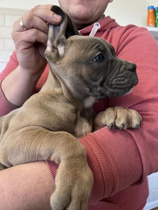 Cane Corso mocna suczka