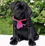 Крутезна дівчинка-Cane corso Italiano
