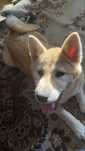Oddam Shiba Inu – suczka 4-5 miesięcy