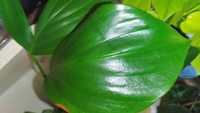 Philodendron dragon tail