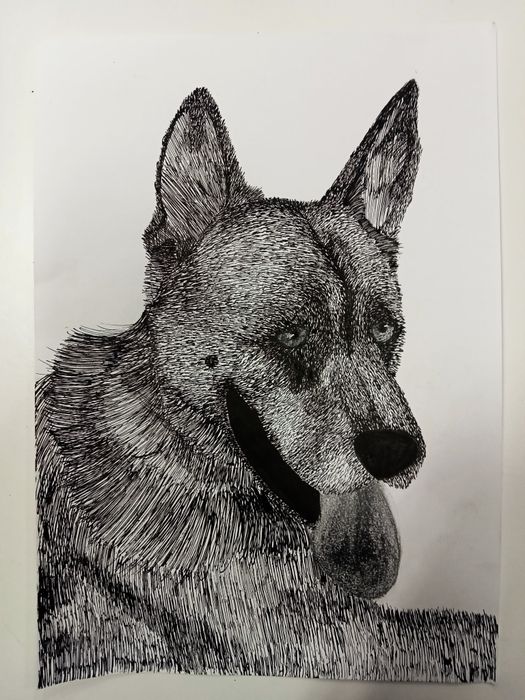 Desenho animais e retratos bebê/criança/adulto