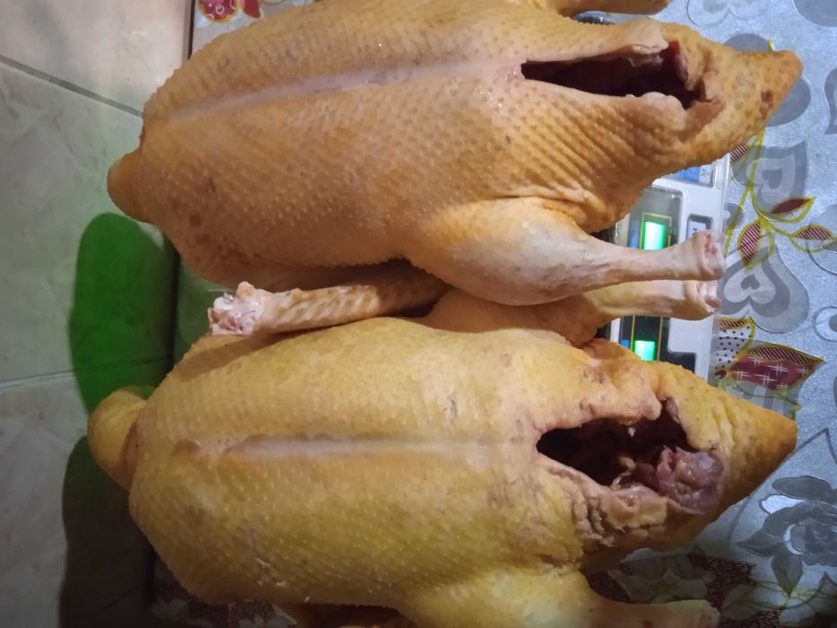 Индоутка домашняя!!!Доставка