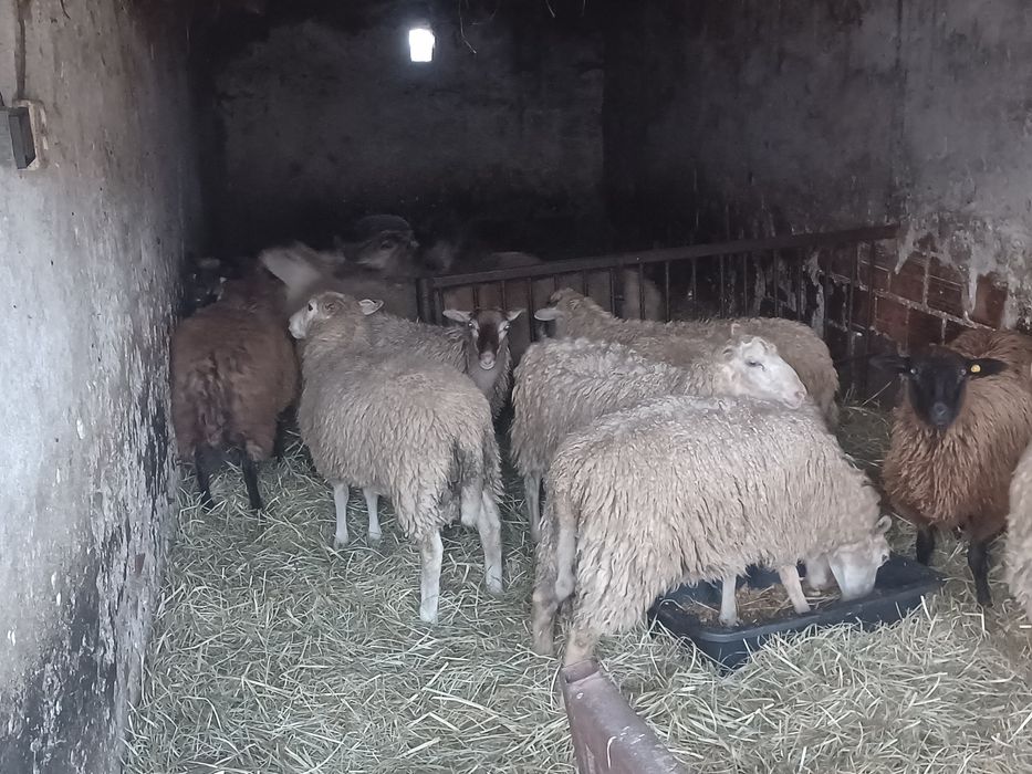 Owce barany jagnięta