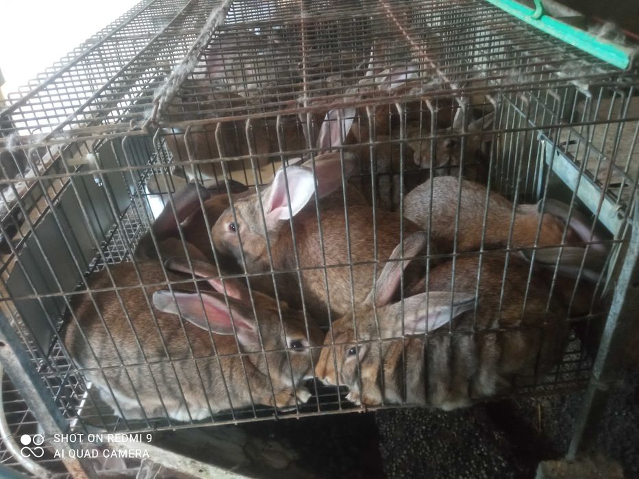 Coelhos criados com verduras e cereais