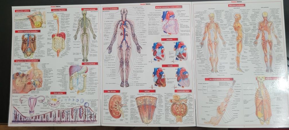 Fichas resumo de Anatomia