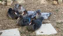 Patos machos – Raça: Cairina Moschata (3 meses)