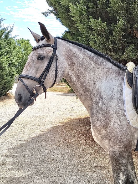 Égua Puro-Sangue Lusitano