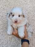 Border Collie piesek red merle