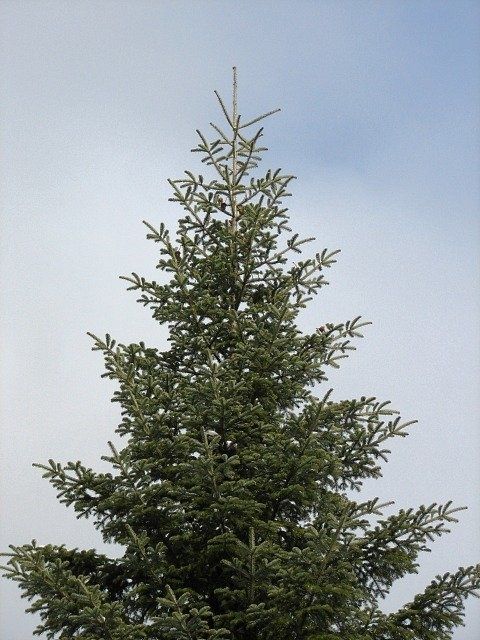 Wysokie choinki świąteczne do kościołów