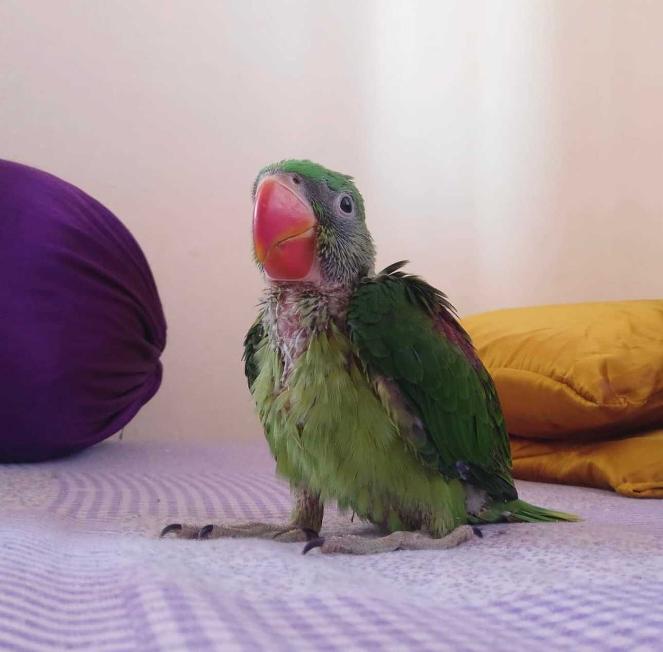 Александрийский попугай - ручной говорящий попугай