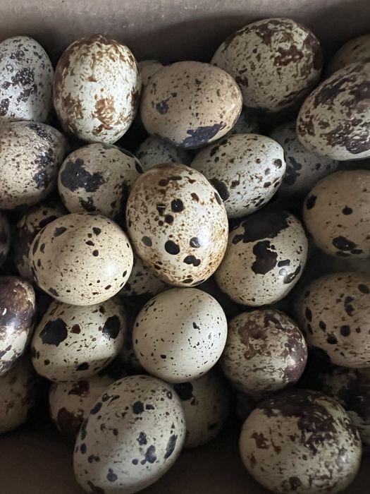 Перепелині домашні яйця 2.50 грн