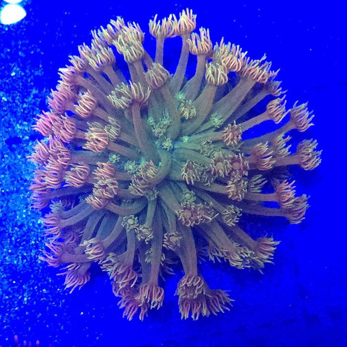 Goniopora Mastergrade WYSIWYG #1