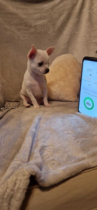 Piękny piesek Chihuahua