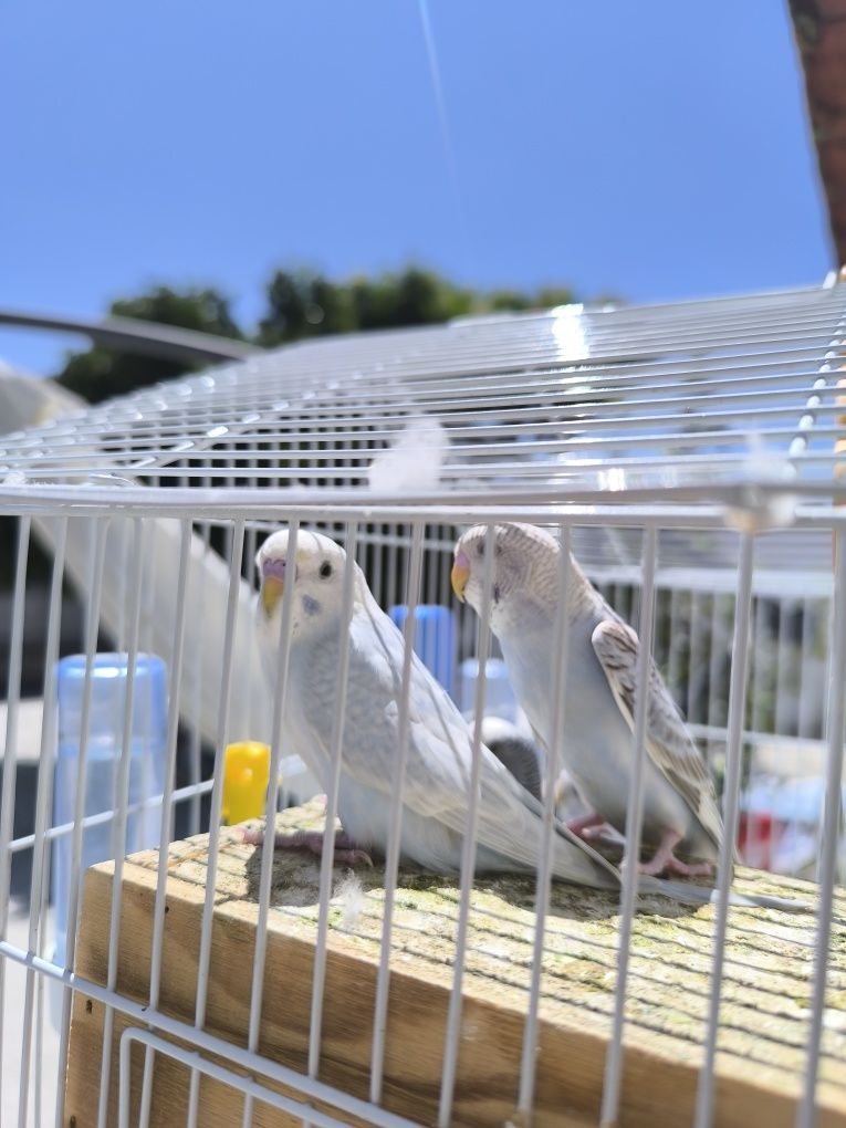 periquito australiano