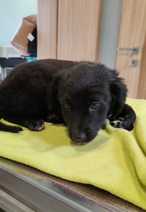 Dou cachorros porte médio