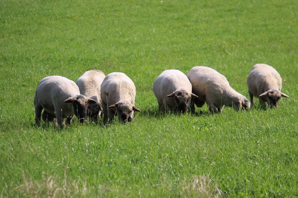 barany mięsne z rodowodem