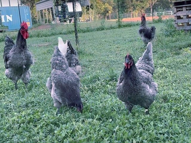 Яйце інкубаційне,курчата, Джерсійський гігант чорний, блакитний.