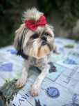 Suczka shih Tzu 6 lat