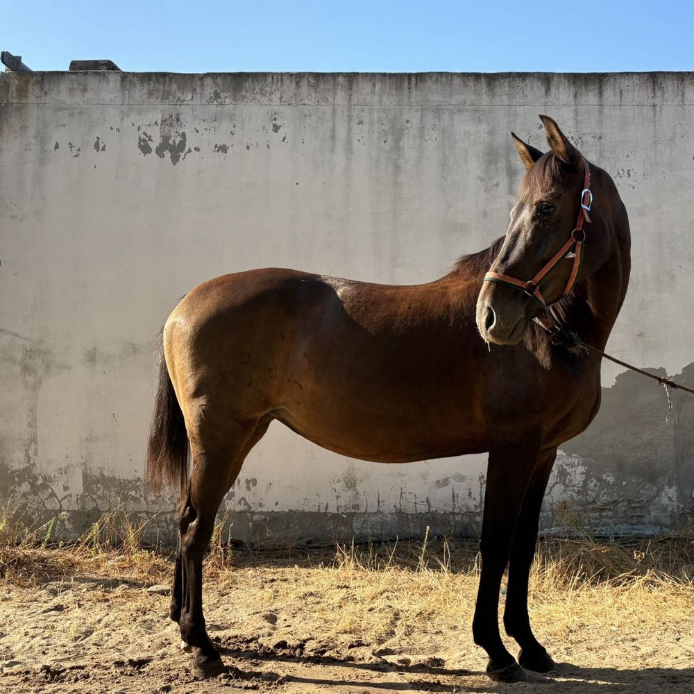 Égua Cruzada 14 Anos