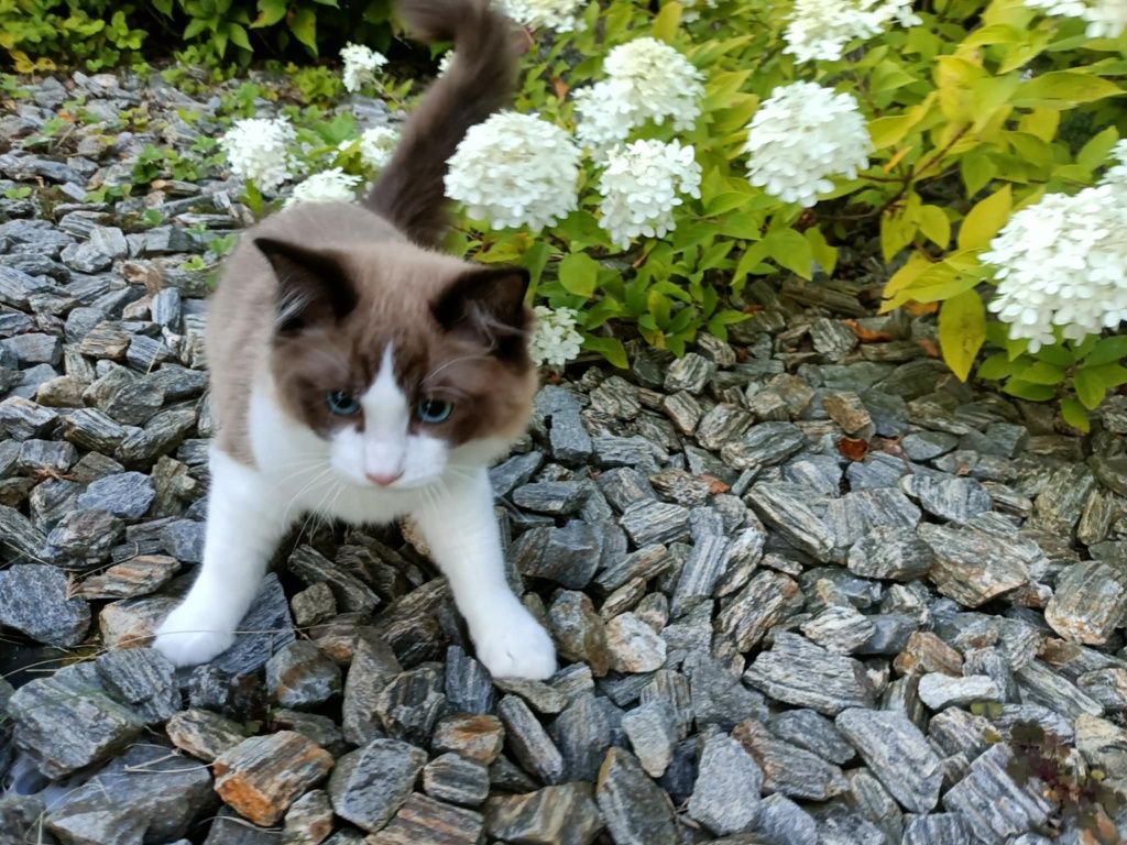 Kocięta Kocurek Ragdoll FPL ponownie dostepny