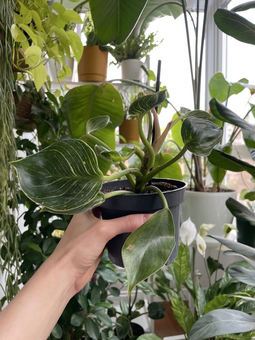 Філодендрон Біркін philodendron birkin