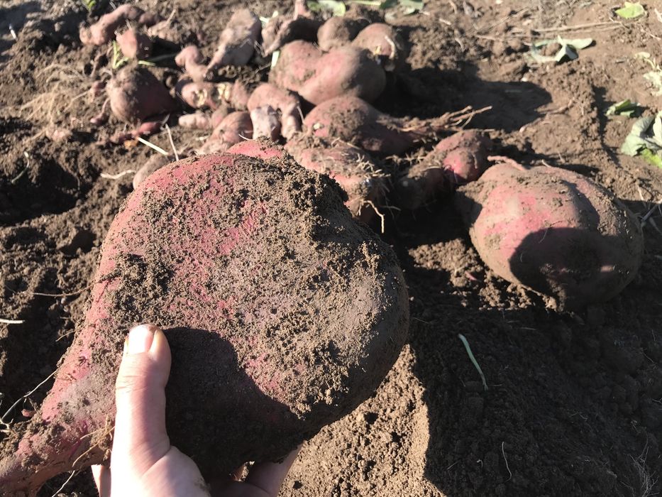 Batata Doce biologica