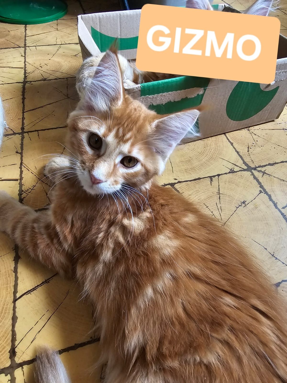 Maine Coon Kocur rudy