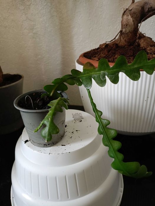 Эпифиллум угловатый агулер