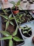 Продам каланхое лікувальне