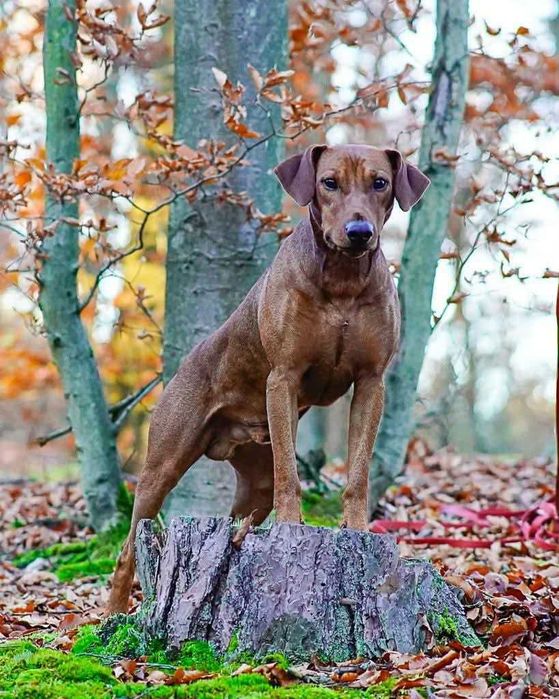 Pinczer średni niemiecki Fédération Cynologique Internationale FCI