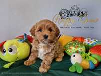 Maltipoo piękny karmelowy piesek