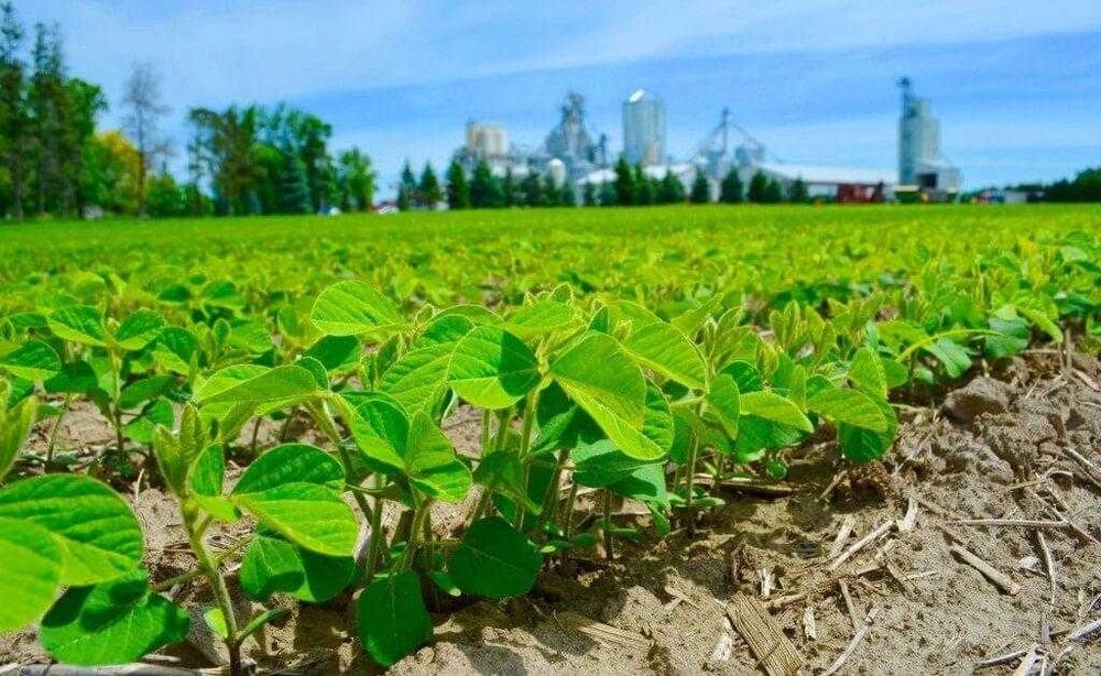 Посевная соя на посів
