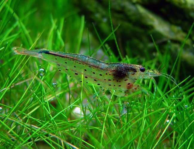 Krewetka Amano - Caridina multidentata - zjada glony - DOWÓZ, WYSYŁKA