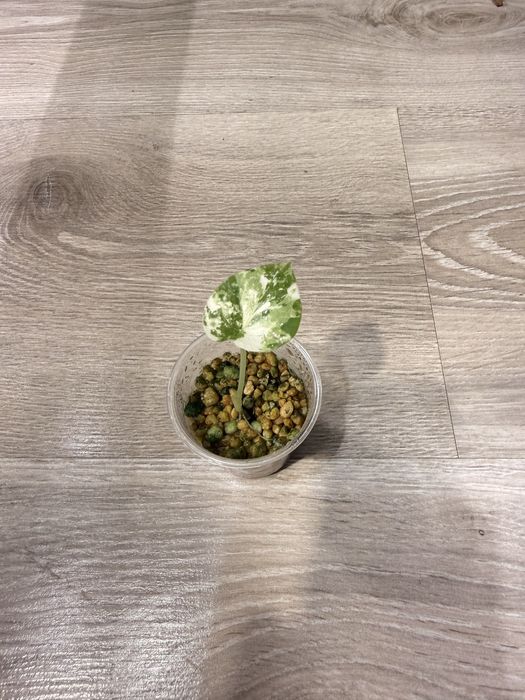 Alokazia dragon scale variegata