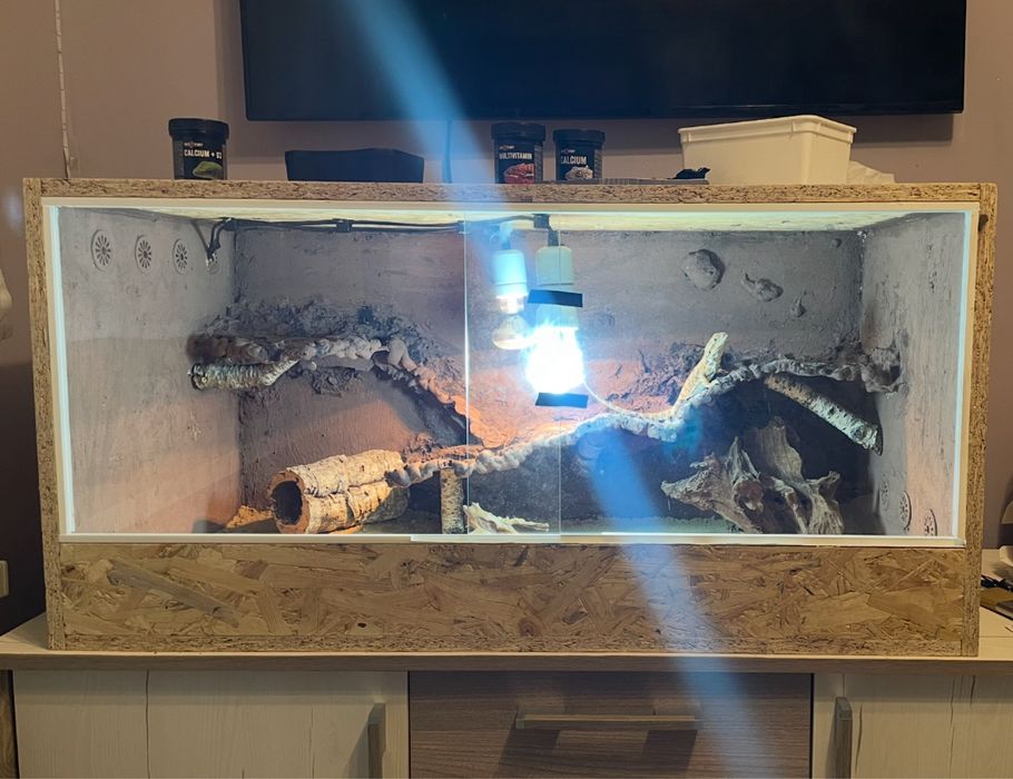 terrarium agama brodata