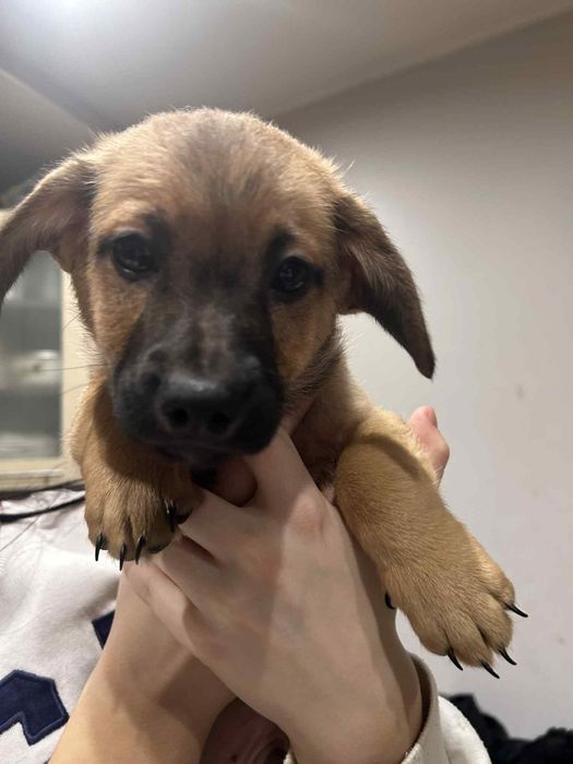 Oddam pieski w dobre ręce