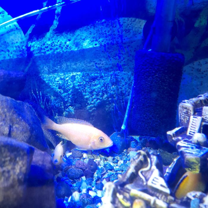 Sprzedam pyszczaki żółte