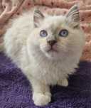 Kocurek Ragdoll blue mitted