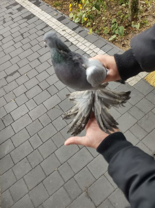 Bocian Warszawski samica Bociany Warszawskie siwa siwy grochowata