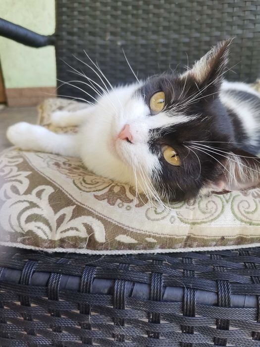 Віддам кицю стерилізовану