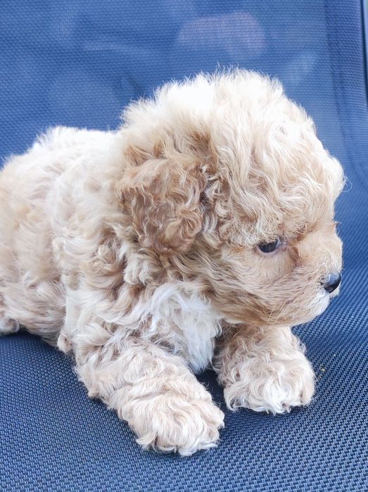 MaltipooF1 śliczne szczenię