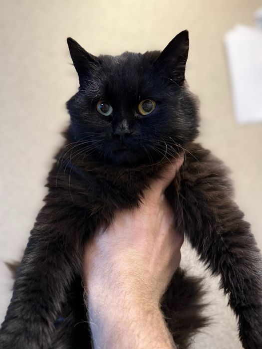 В добрые руки , отдам даром