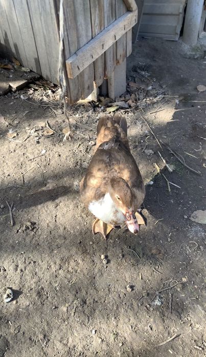 Продам молодих індокачок на держання