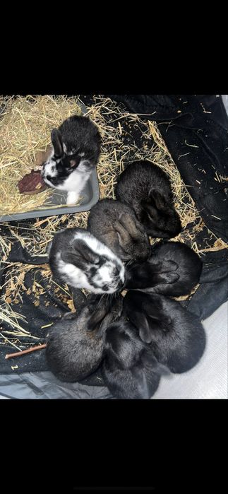 Małe króliczki szukaja domu