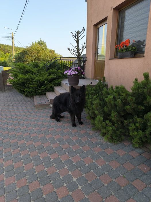 Długowłosy Pies-Uprawnienia Hodowlane!!