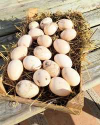 Ovos galados de galinhas paduanas