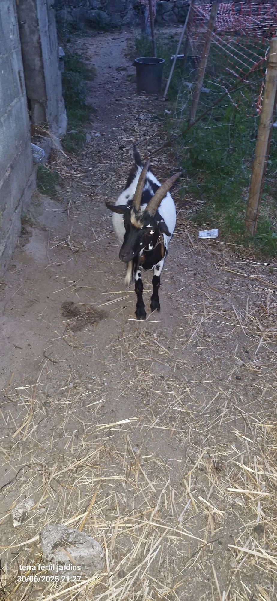Cabrito anão  muito meigo