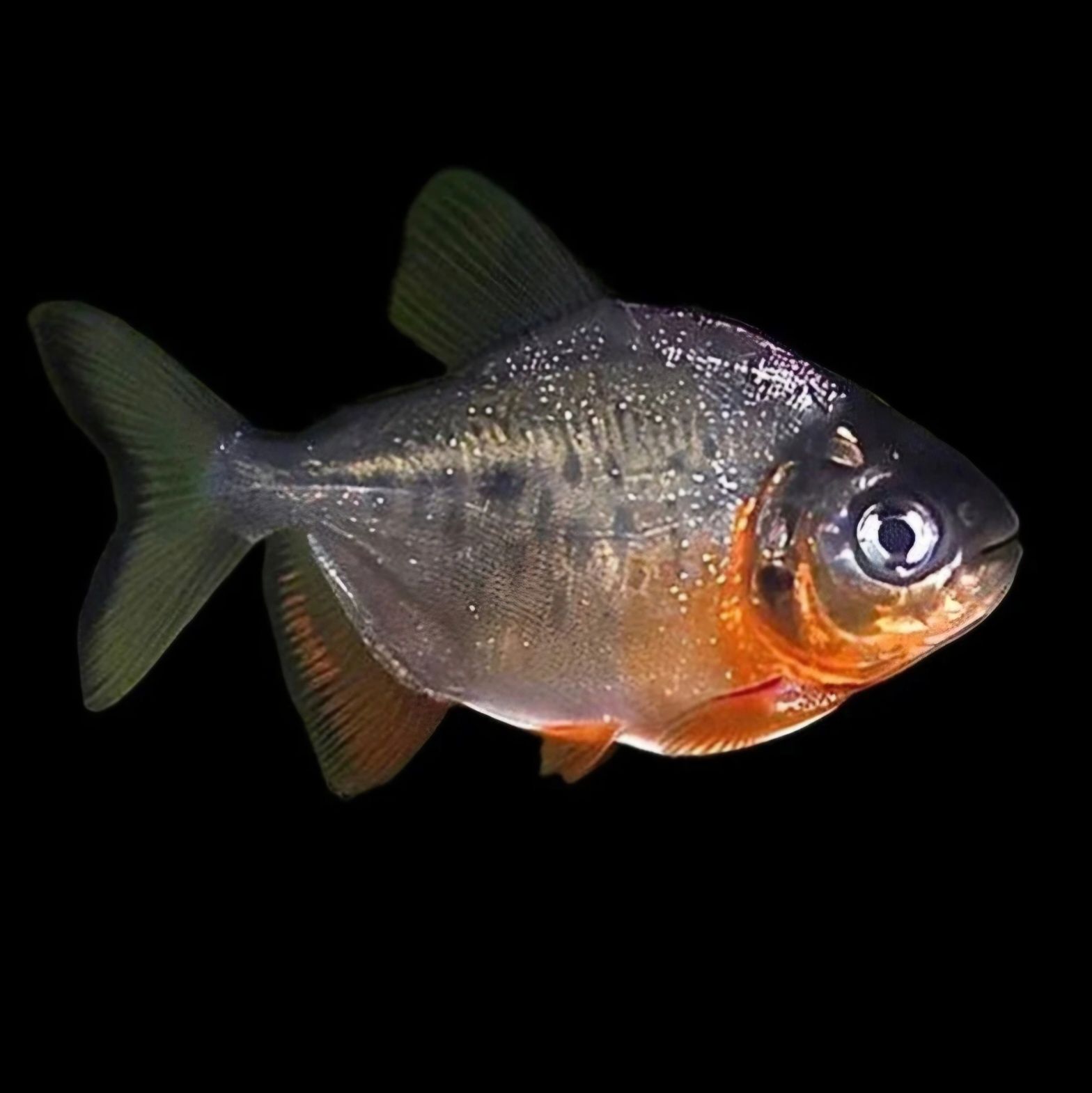 Roślinożerna Pirania pacu